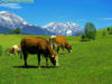 http://www.duiops.net/seresvivos/photogallery/photo00030350/Animals%20Farm_Cows,%20Pasture%20Grazing,%20Austria.jpg
